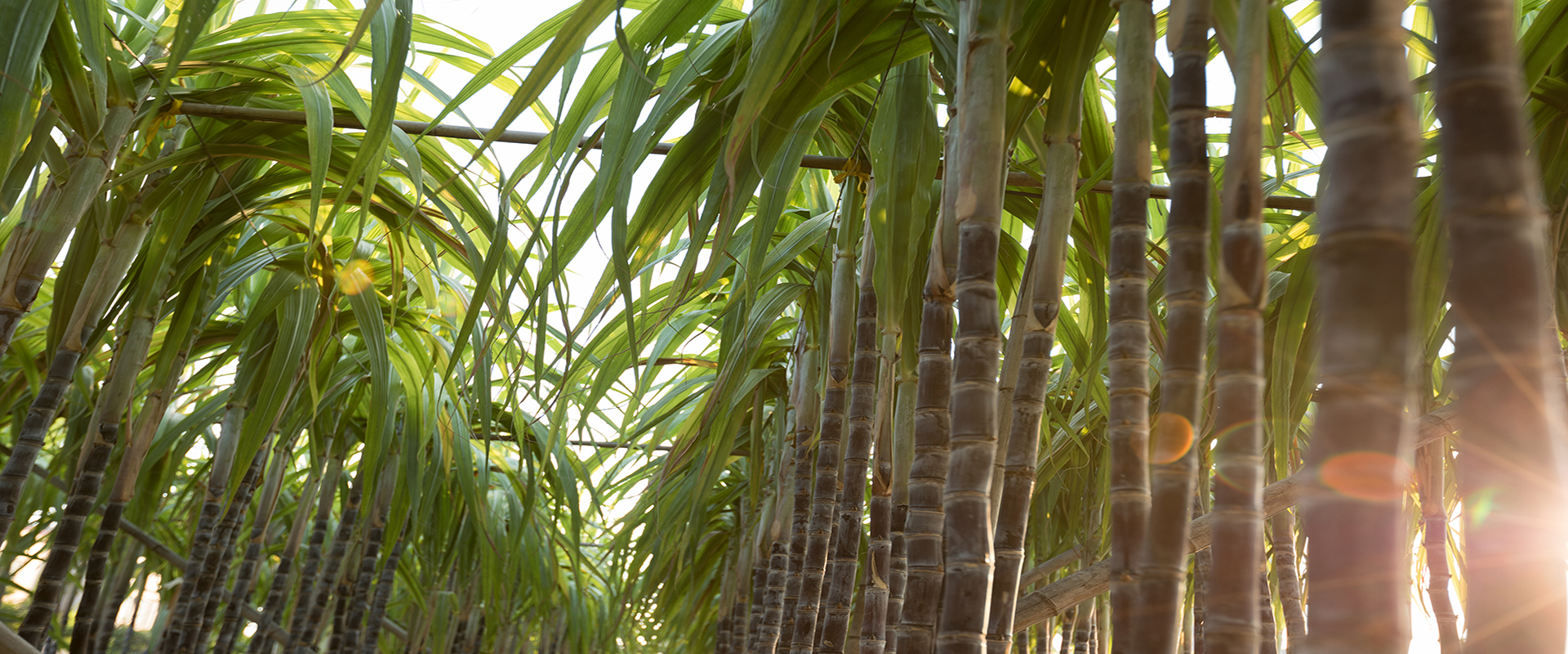Sugar Plant
